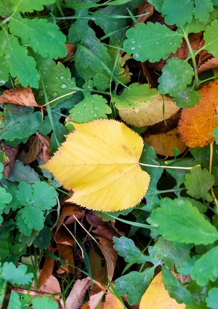 秋の季節。緑の草の上の黄色い紅葉