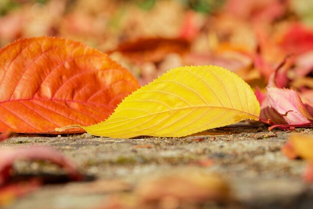 Autumn season Yellow leaf closeup