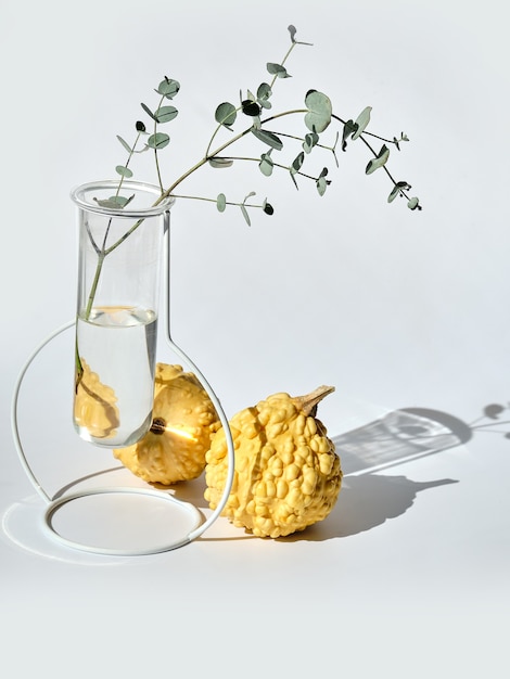 Autumn seasonal composition with yellow decorative pumpkins and eucalyptus in glass vase on white background with long shadow