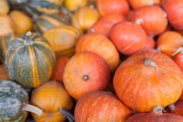 Autumn seasonal harvest of pumpkins