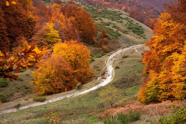 Осенний сезонный пейзаж с красочными деревьями и туманом