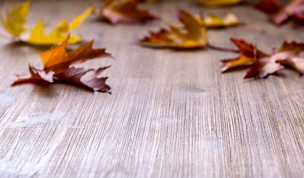 Foto autunno. foto stagionale. foglie autunnali sciolte su una tavola di legno.