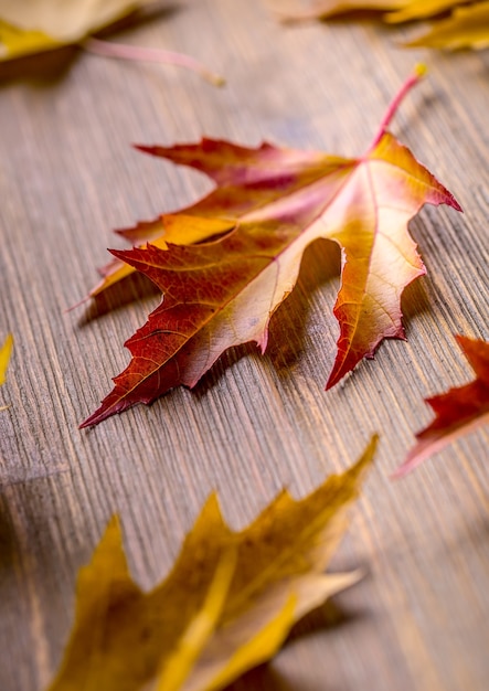 Photo autumn. seasonal photo. autumn leaves loose on a wooden board.