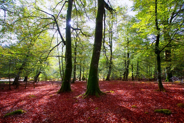 Осень Сельва де Ирати буковые джунгли в Наварре Пиренеи Испания
