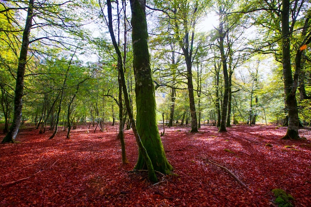 Autumn Selva de Irati beech jungle in Navarra Pyrenees Spain