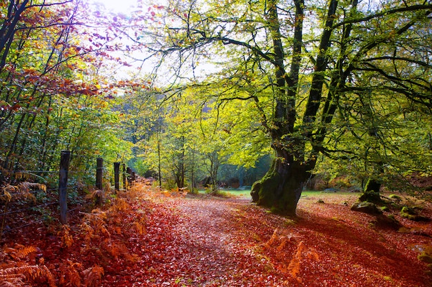 Autumn Selva de Irati beech jungle in Navarra Pyrenees Spain