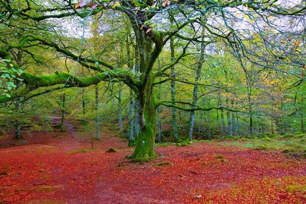 Autumn Selva de Irati-beukjungle in Navarra de Pyreneeën Spanje