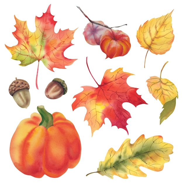 Autumn set of maple birch aspen oak leaves as well as acorns physalis and pumpkin Thanksgiving day Holidays