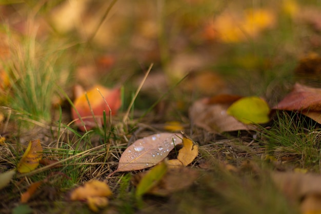 Sfumature di colore autunnali. foglie cadute di diversi colori sull'erba del parco.