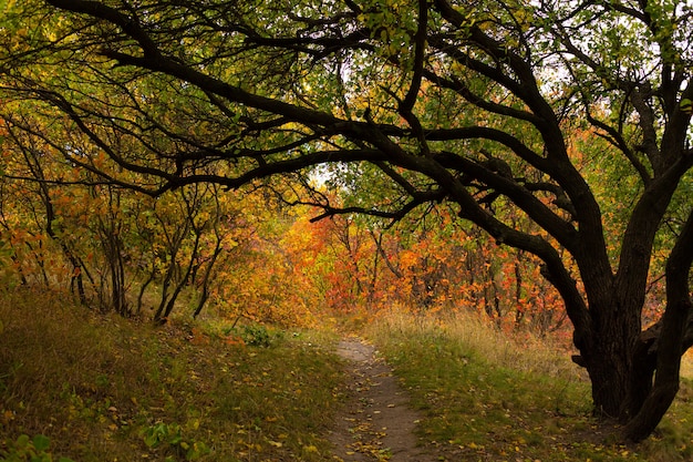 Autumn shades of color. Forest in bright autumn colors.