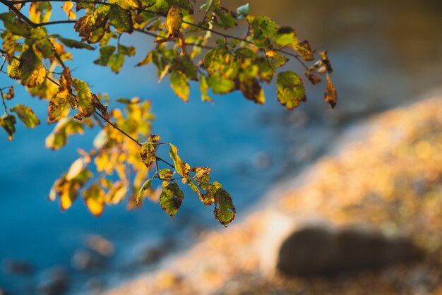 Autumn shore near the water near the boat