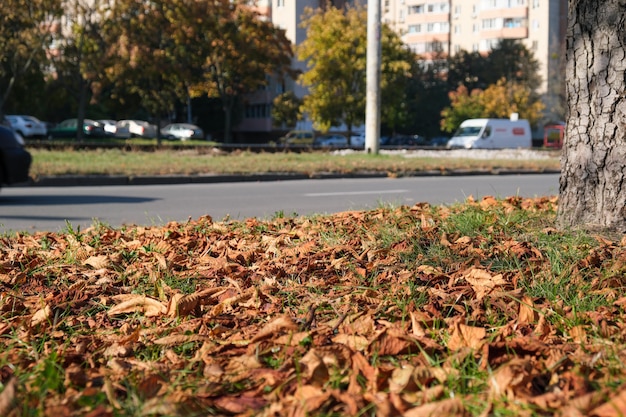 住宅の前の公園で黄ばみと落ち葉と秋のスケッチの背景