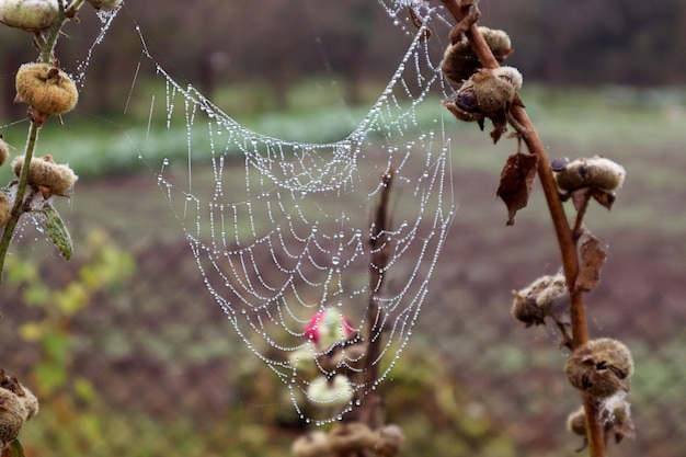 Autumn sketches a delicate cobweb among mallow inflorescences on an autumn morning