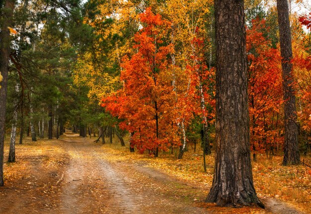 Autumn sketches. landscape. autumn colors