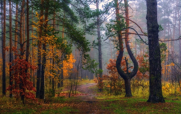 autumn sketches. landscape. autumn colors.