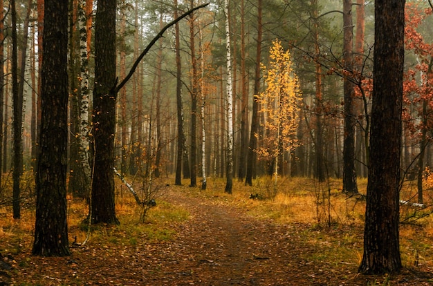 autumn sketches. landscape. autumn colors.