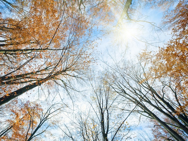 日差しと木のてっぺんのある秋の空