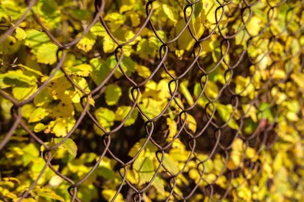 Autumn small yellow leaves behind a fence made of old rusty metal mesh, extending into the distance in a sharp shot.