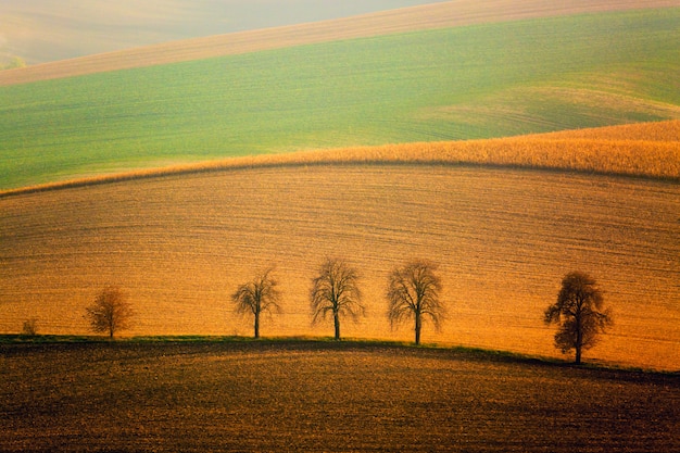 Autumn South Moravian landscape with five trees and rolling waving hills