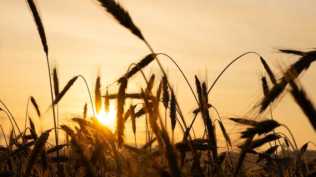 Autumn spikelets at morning dawn, beautiful sunrise sun in field.