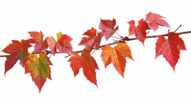 Photo autumn splendor vibrant parthenocissus quinquefolia foliage on white background