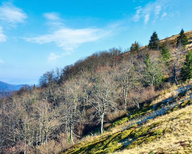 Foto alberi spogli in autunno