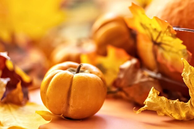 Autumn still life fallen maple leaves and orange pumpkins autumn harvest