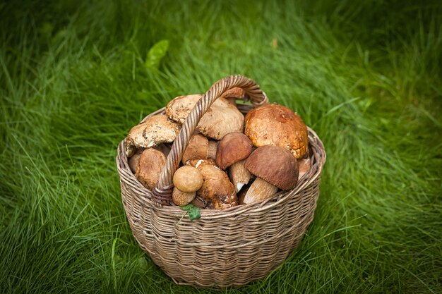 Autumn still life of mushrooms