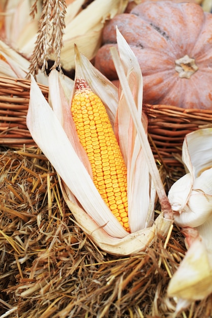 Autumn still life - pumpkins, corns