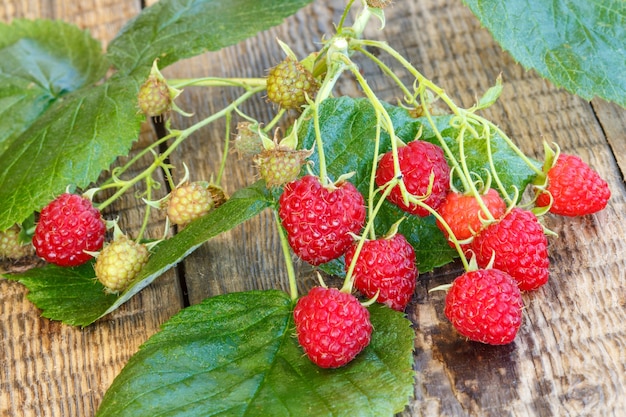 Autumn still life with branch of raspberries, green leaves on wooden boards