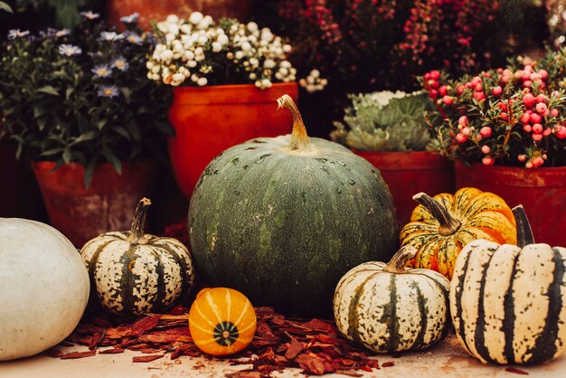 Autumn still life with colorful pumpkins and season flowers