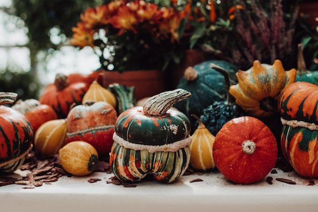 Autumn still life with colorful pumpkins and season flowers