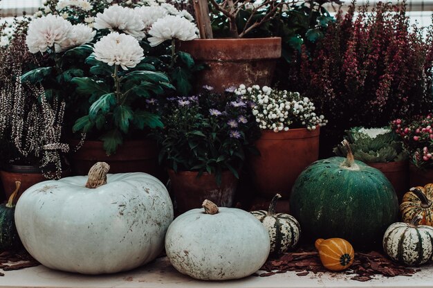 Autumn still life with colorful pumpkins and season flowers