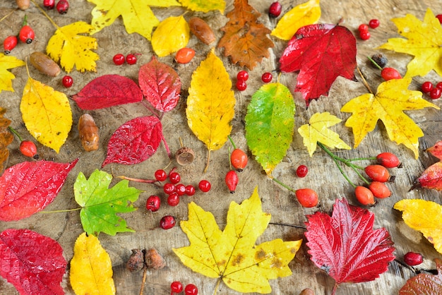 Autumn still life with leaves and berries with water