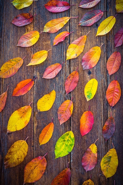 Autumn still with colorful leaves on wooden table