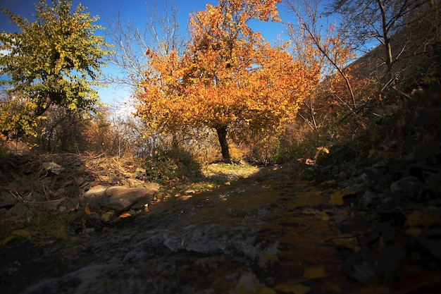 山の近くの秋の小川