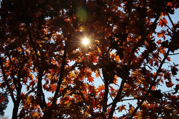 the autumn sun warmly shining through the beautiful branches of a maple tree