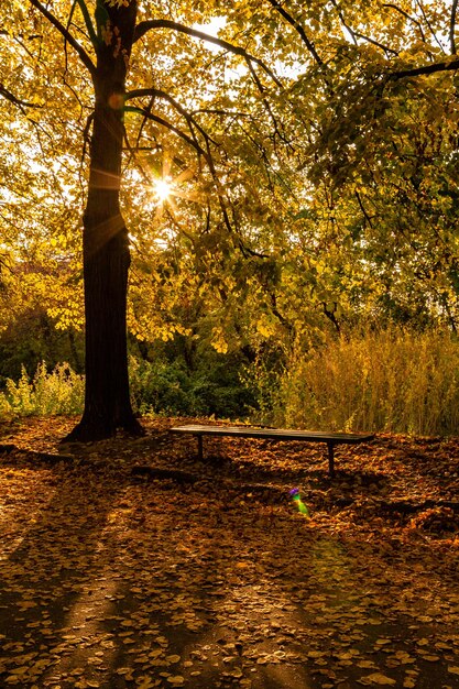 Vicolo soleggiato d'autunno tra le foglie attraverso gli alberi il sole irrompe