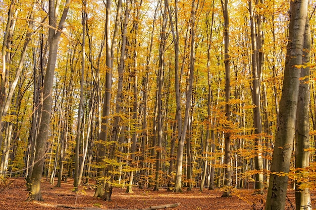 Autumn sunny forest nature with yellow leaves and trees