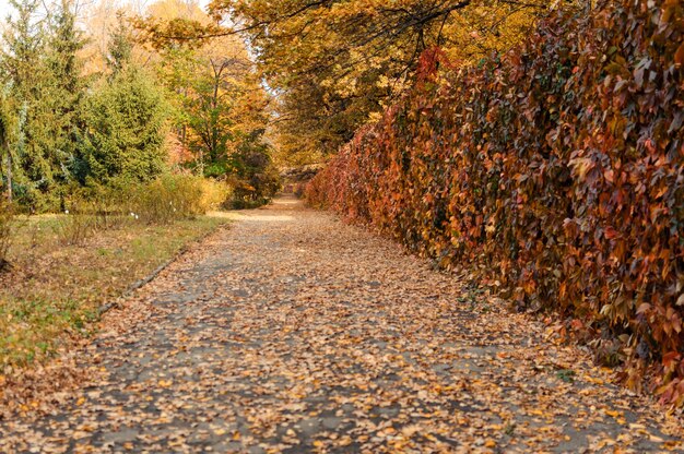 Autumn sunny landscape. The road to the autumn park with trees and fallen autumn leaves on the ground in the park on a sunny October day. Template for design. Copy space.