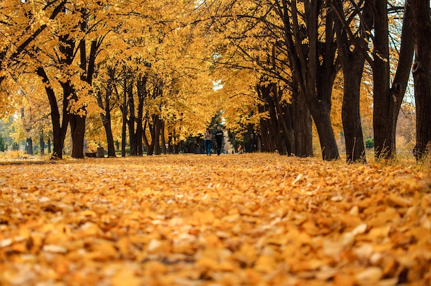 가을 맑은 풍경. 화창한 10 월 날 공원의 땅에 나무와 낙엽이있는 가을 공원으로가는 길. 디자인을위한 템플릿입니다. 공간을 복사하십시오.