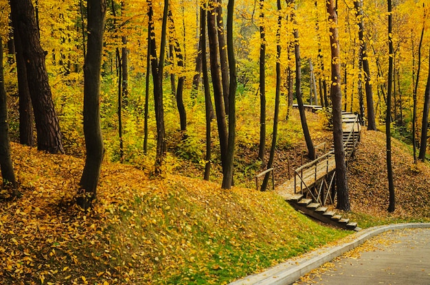 Parco soleggiato autunnale