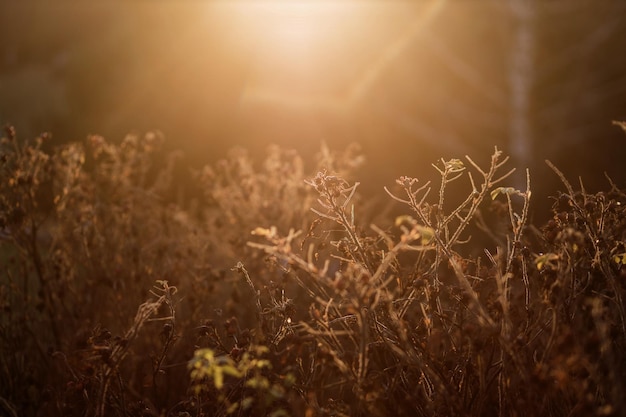 Photo autumn sunrise with bokeh