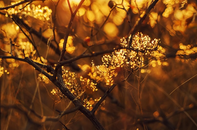 Autumn sunset plant