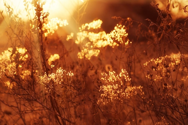 Photo autumn sunset plant