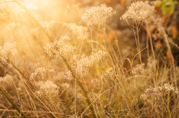 Autumn sunset plant