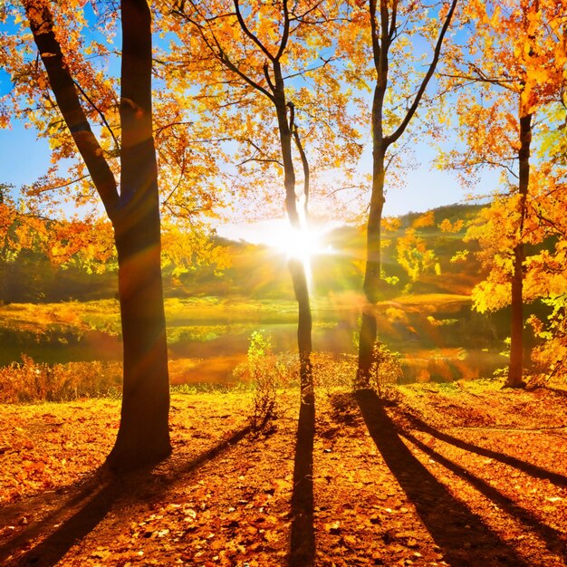 Autumn sunshine landscape