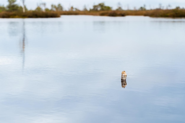 秋の沼の風景。スワンプ島のある小さな湖。ベラルーシ、エリニャ国立公園