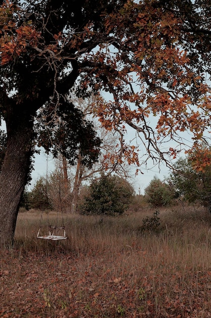 Foto altalena autunnale su un albero