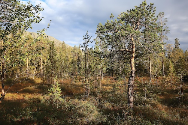 autumn taiga forest landscape, nature view fall in the mountains